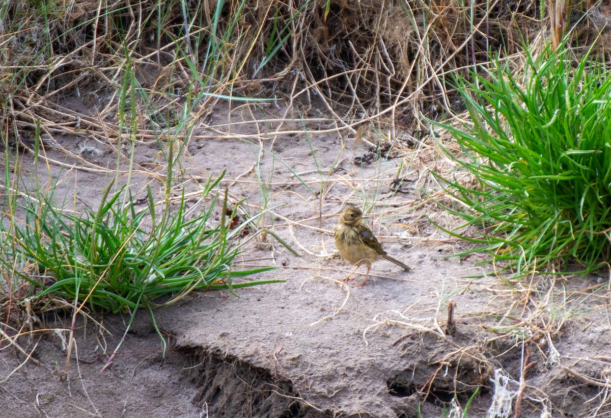 Meadow Pipit - ML584892591