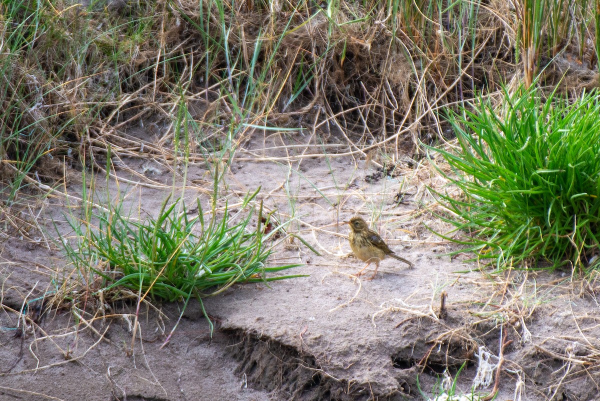 Meadow Pipit - ML584892601