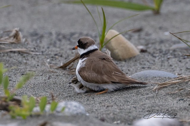 Semipalmated Plover - ML584893441