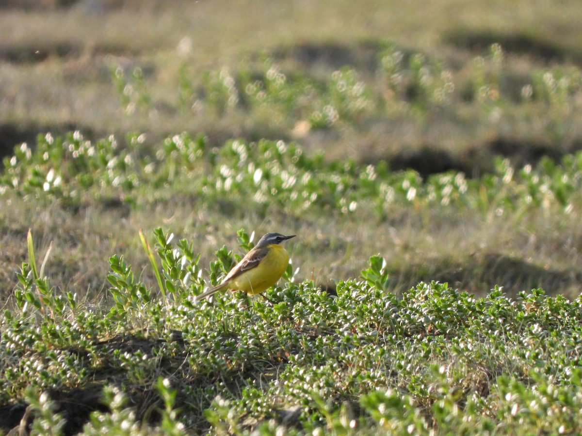 Eastern Yellow Wagtail - Bev Agler