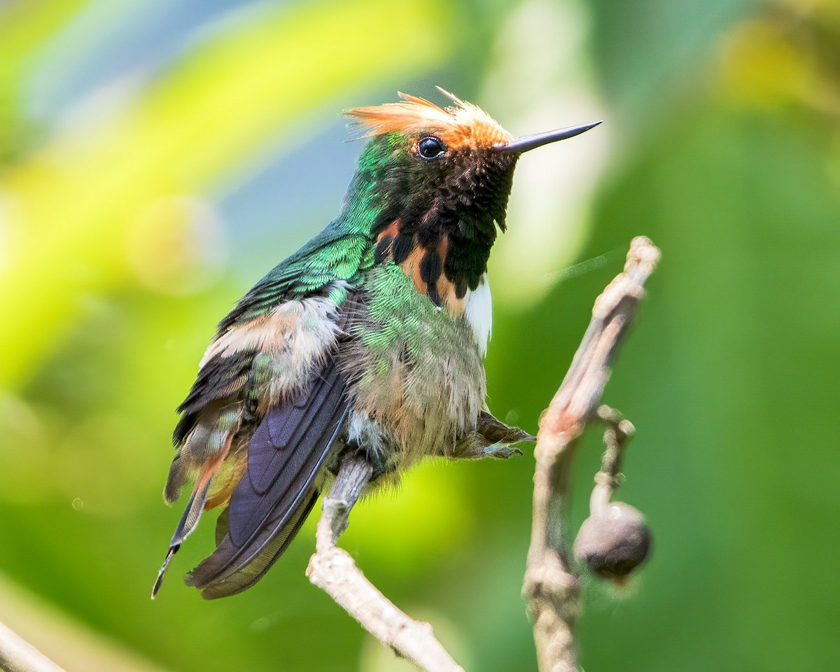 Short-crested Coquette - ML584895041