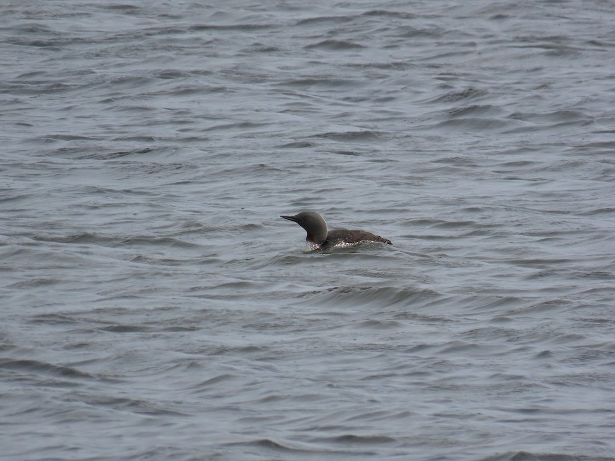 Red-throated Loon - ML584895561