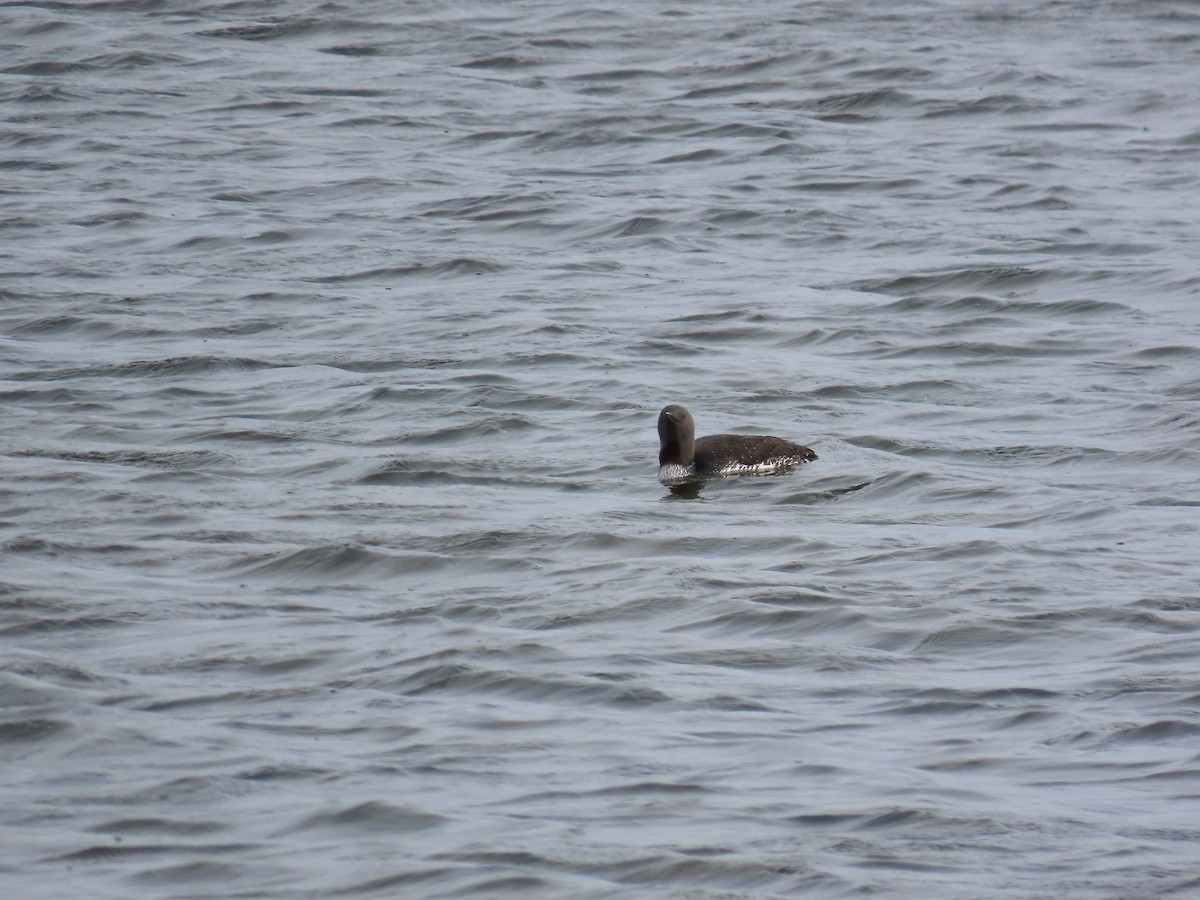 Red-throated Loon - ML584895571