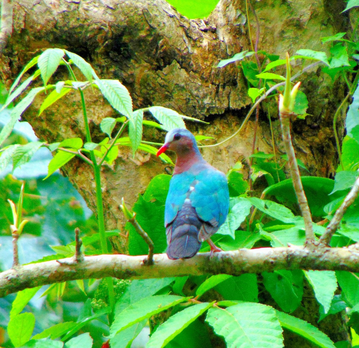 Asian Emerald Dove - Rustom Basumatary