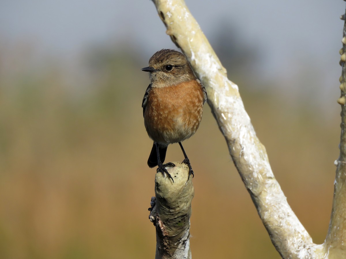 African Stonechat - ML584907231