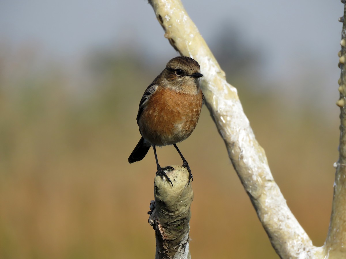 African Stonechat - ML584907251