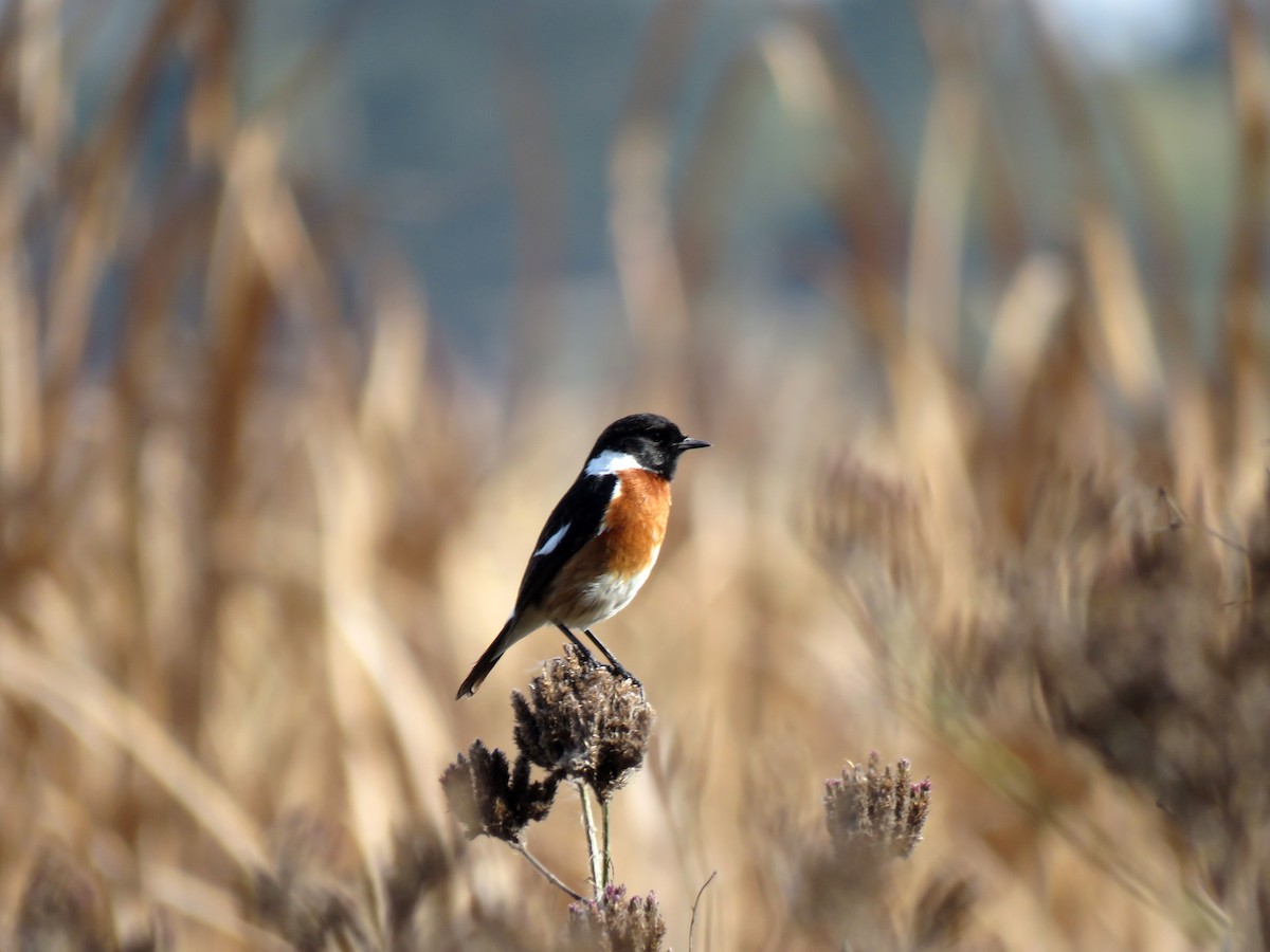 African Stonechat - ML584907261