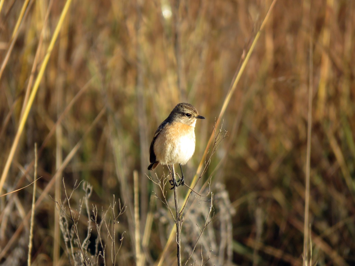 African Stonechat - ML584907271