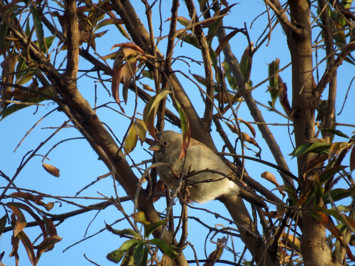 Southern Gray-headed Sparrow - ML584908601