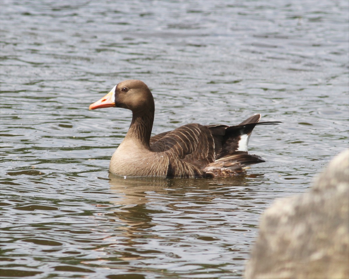 Greater White-fronted Goose - ML58490931