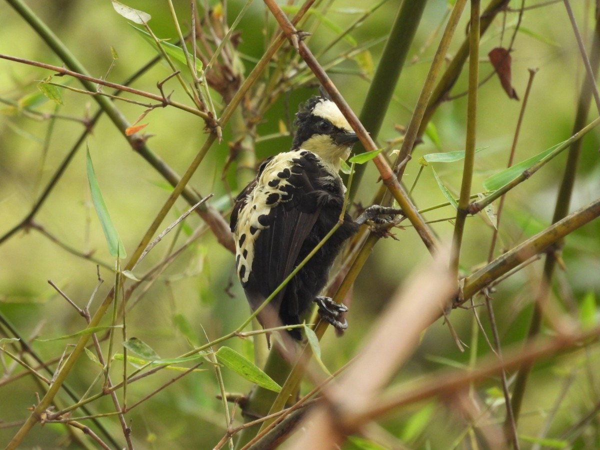Heart-spotted Woodpecker - ML584916241