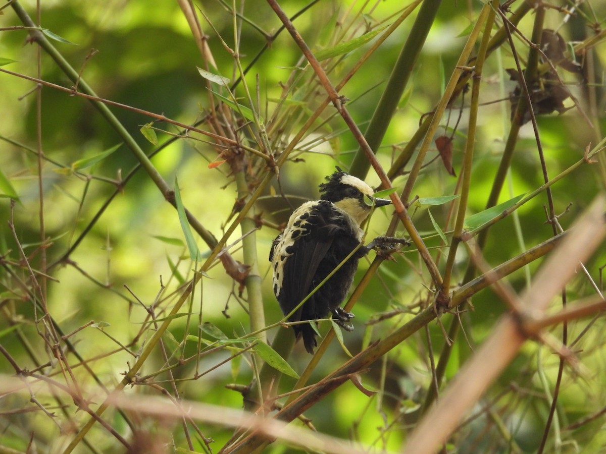 Heart-spotted Woodpecker - ML584916271