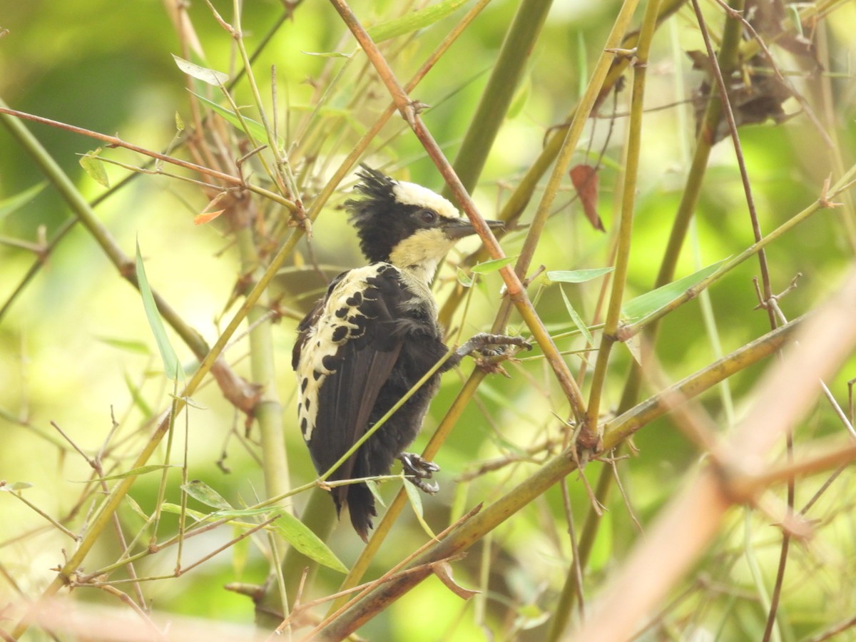 Heart-spotted Woodpecker - Jim Panwar