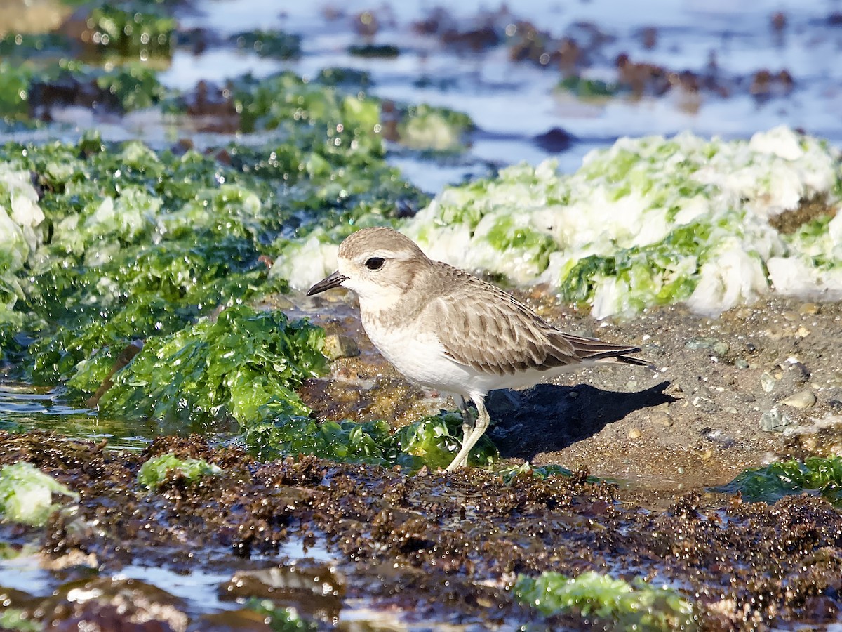 Double-banded Plover - ML584917261