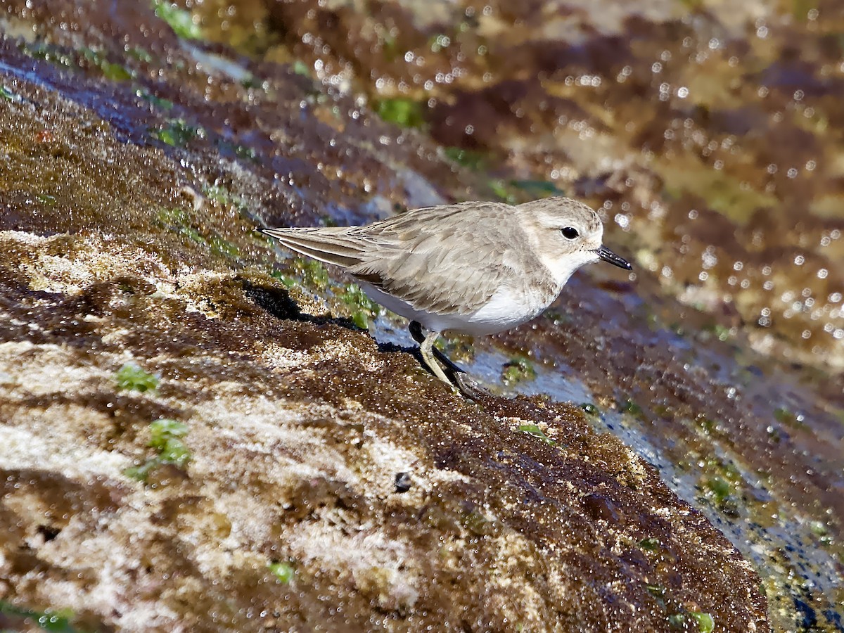 Double-banded Plover - ML584917561
