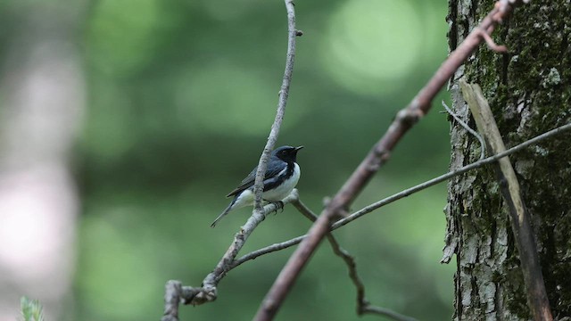 Black-throated Blue Warbler - ML584919321