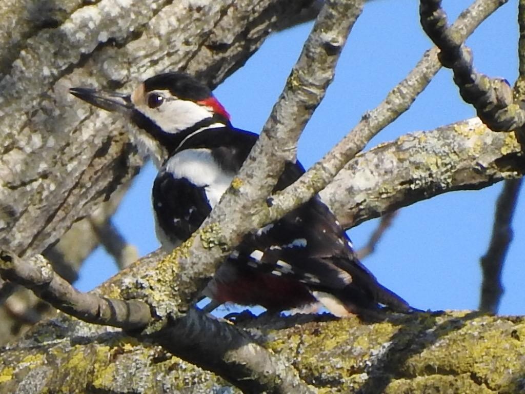 Great Spotted Woodpecker - ML584919351