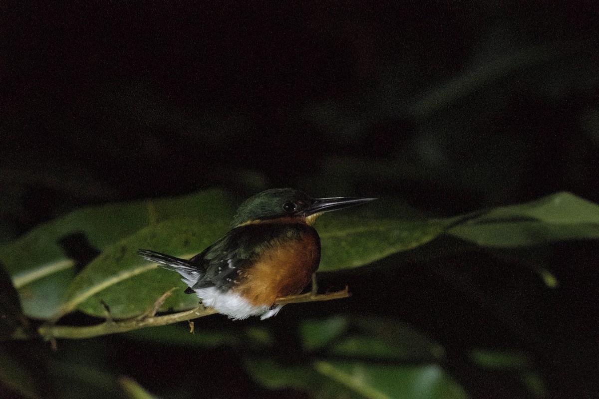 American Pygmy Kingfisher - ML584926411
