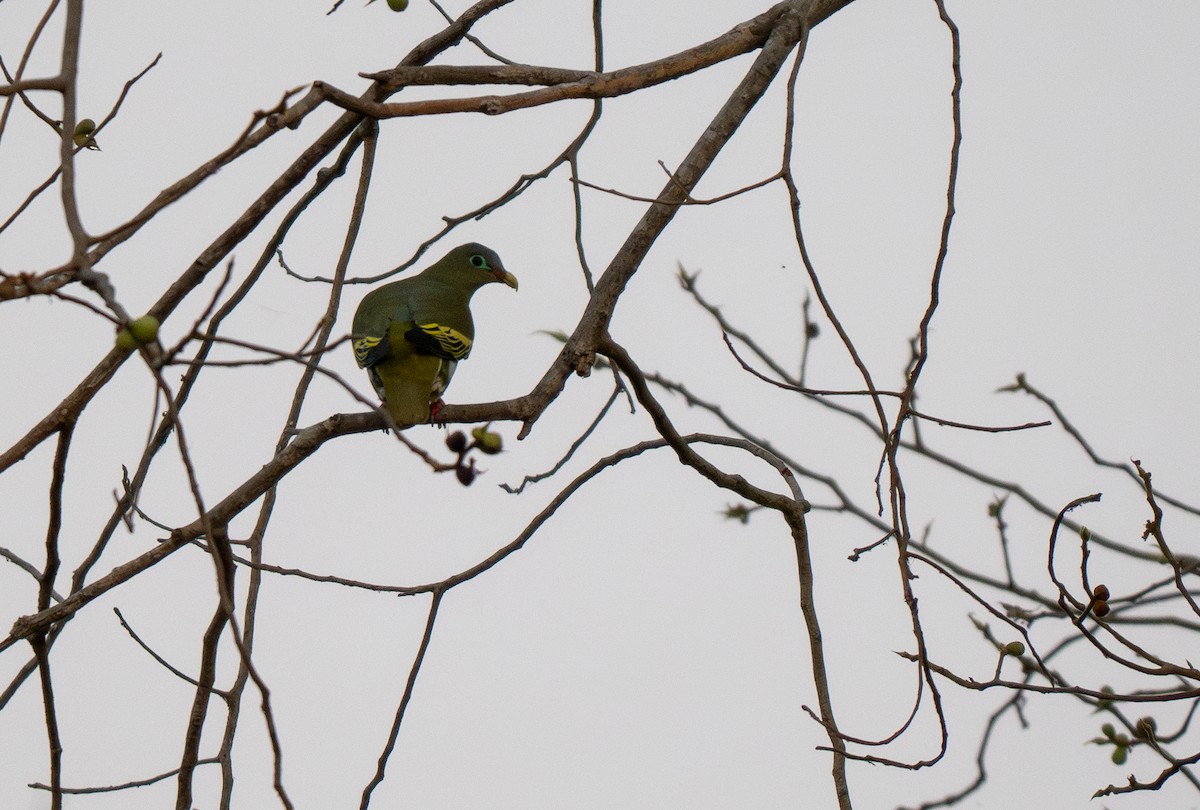 Thick-billed Green-Pigeon - ML584929371