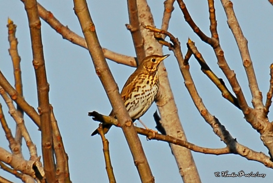 Meadow Pipit - ML58493031