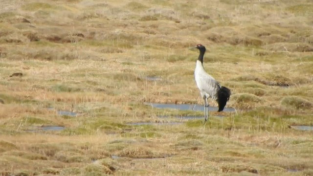 Black-necked Crane - ML584932171