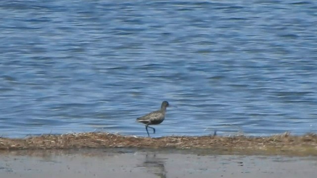 Spotted Redshank - ML584933881