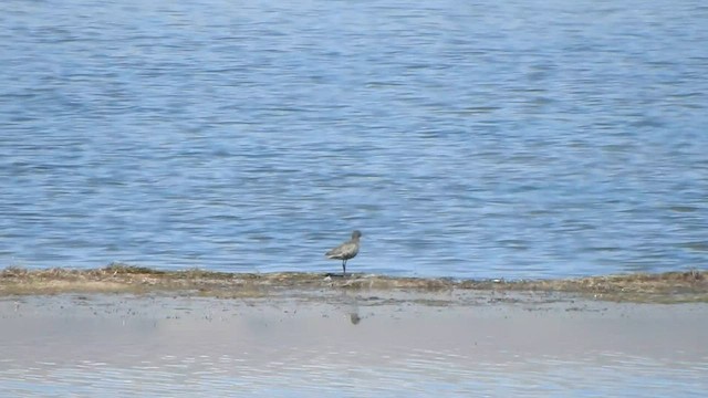 Spotted Redshank - ML584933891