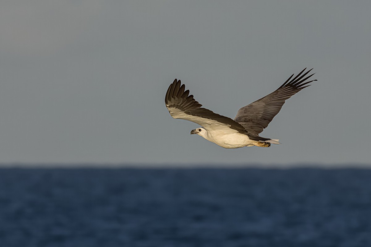 White-bellied Sea-Eagle - ML584936161