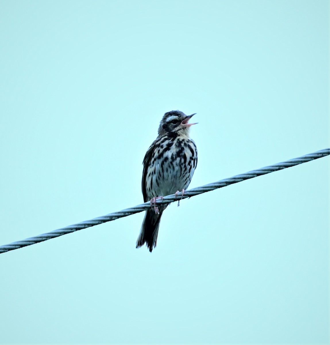 Olive-backed Pipit - ML584938901