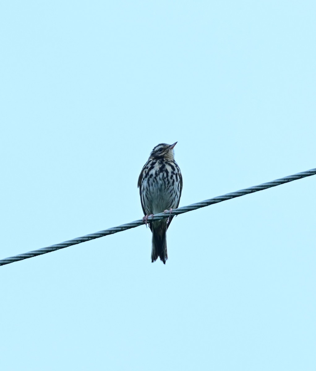 Olive-backed Pipit - ML584938911