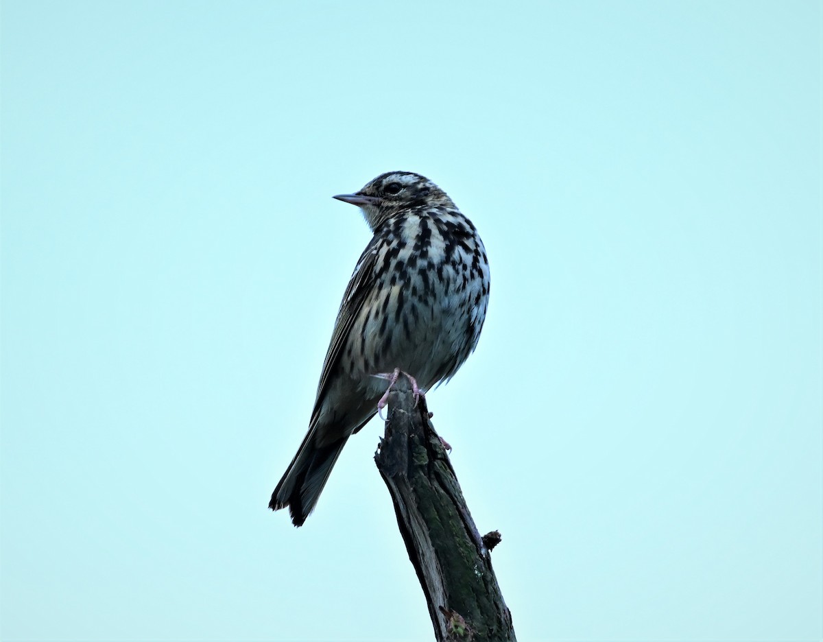 Olive-backed Pipit - ML584938921