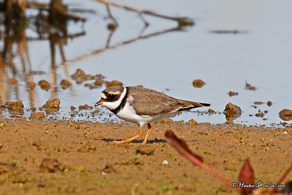 Common Ringed Plover - ML58493931