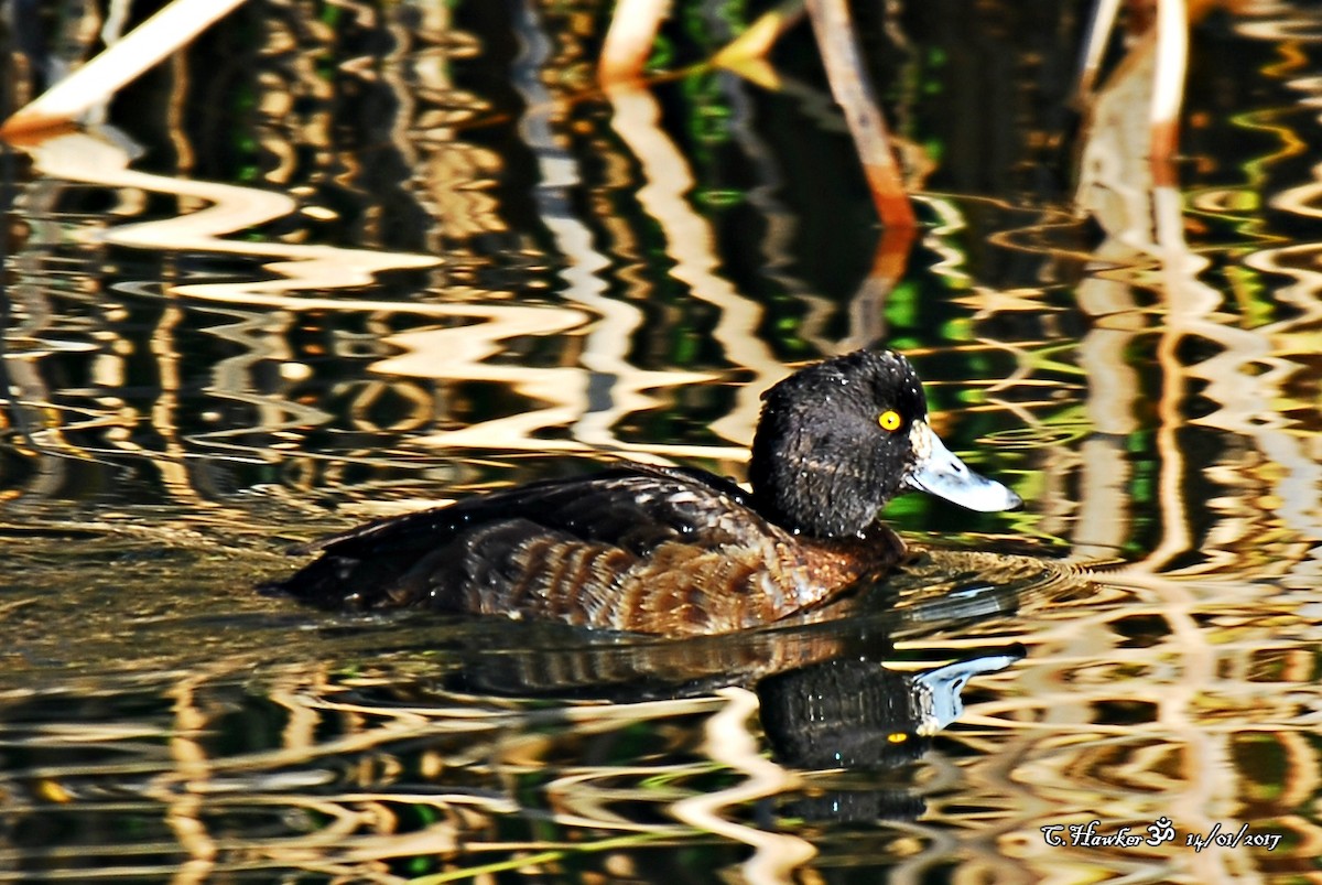 Tufted Duck - ML58494411