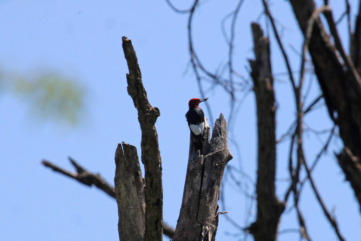 Red-headed Woodpecker - ML584944641