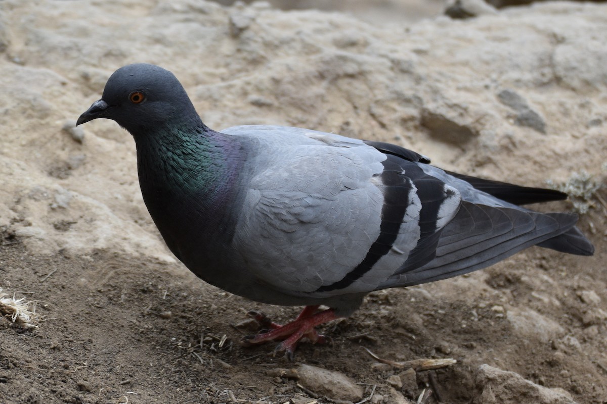 Rock Pigeon - ML584945541