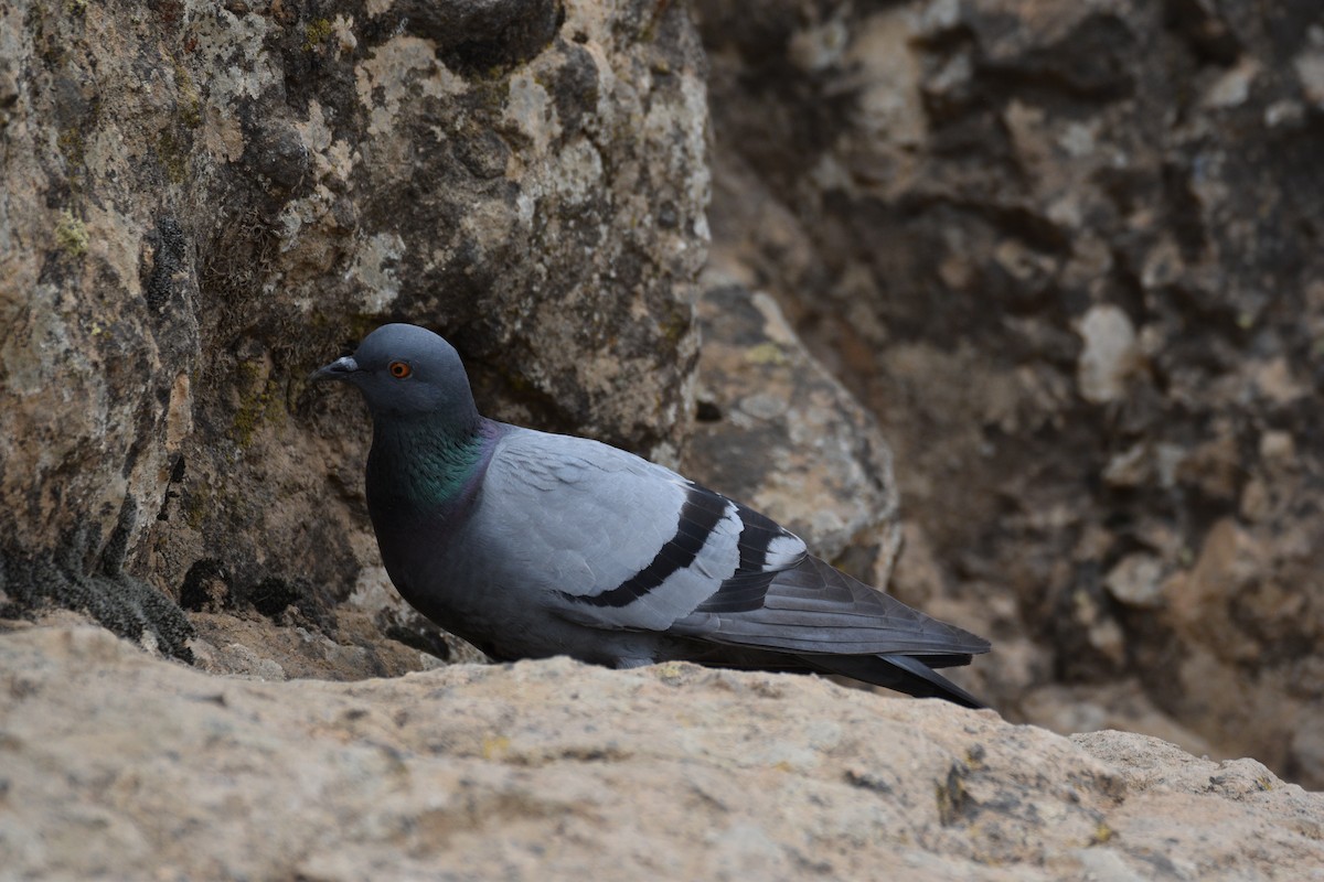 Rock Pigeon - ML584945561