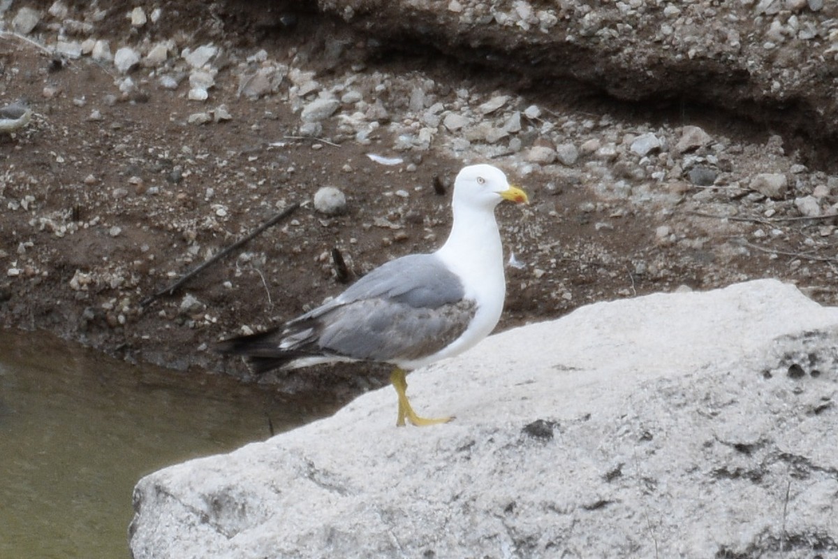 Yellow-legged Gull - Karo Fritzsche