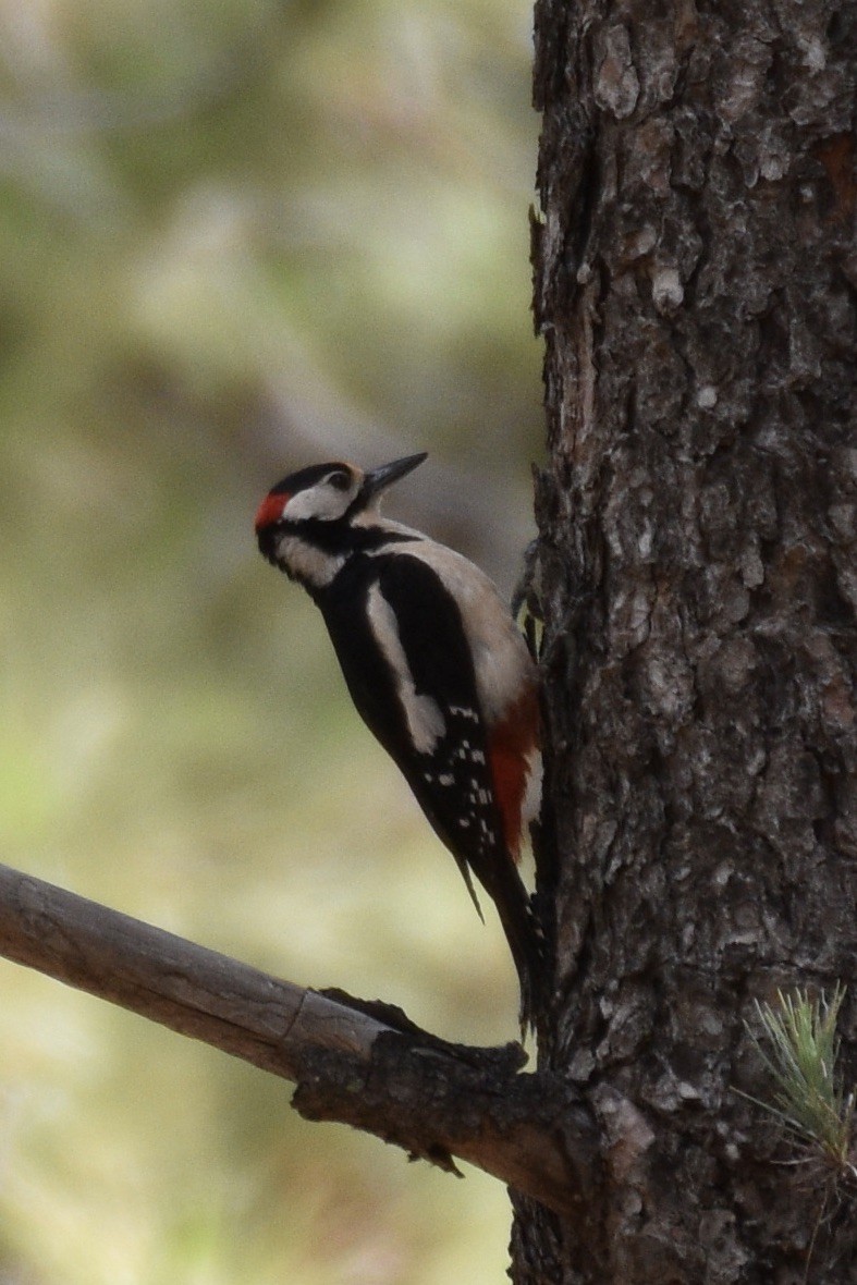 Great Spotted Woodpecker (Canarian) - ML584946911