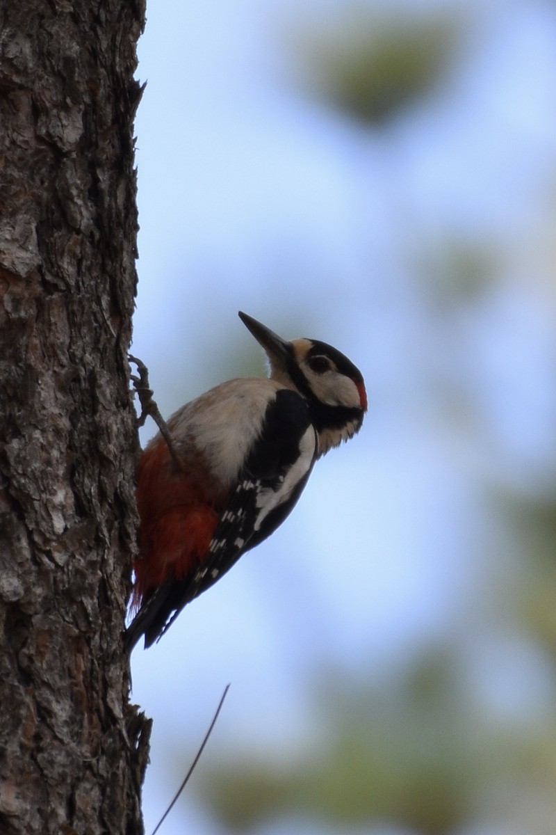 Great Spotted Woodpecker (Canarian) - ML584946921
