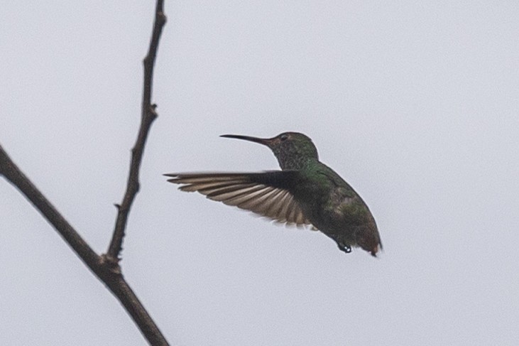 Rufous-tailed Hummingbird - ML584947881