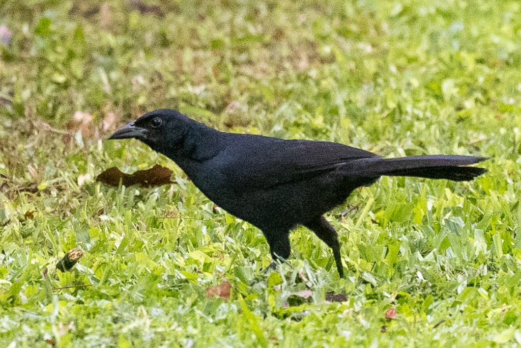 Melodious Blackbird - ML584948171