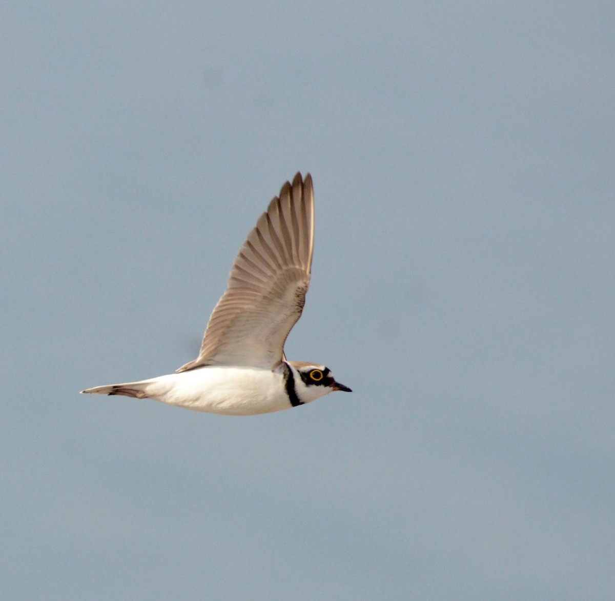 Little Ringed Plover - Timothy Spahr