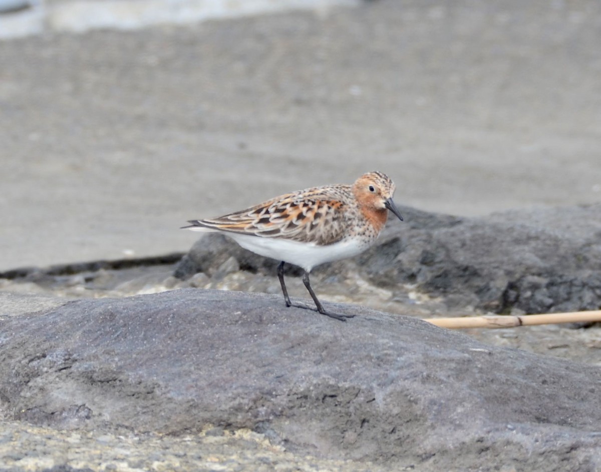 Red-necked Stint - Timothy Spahr