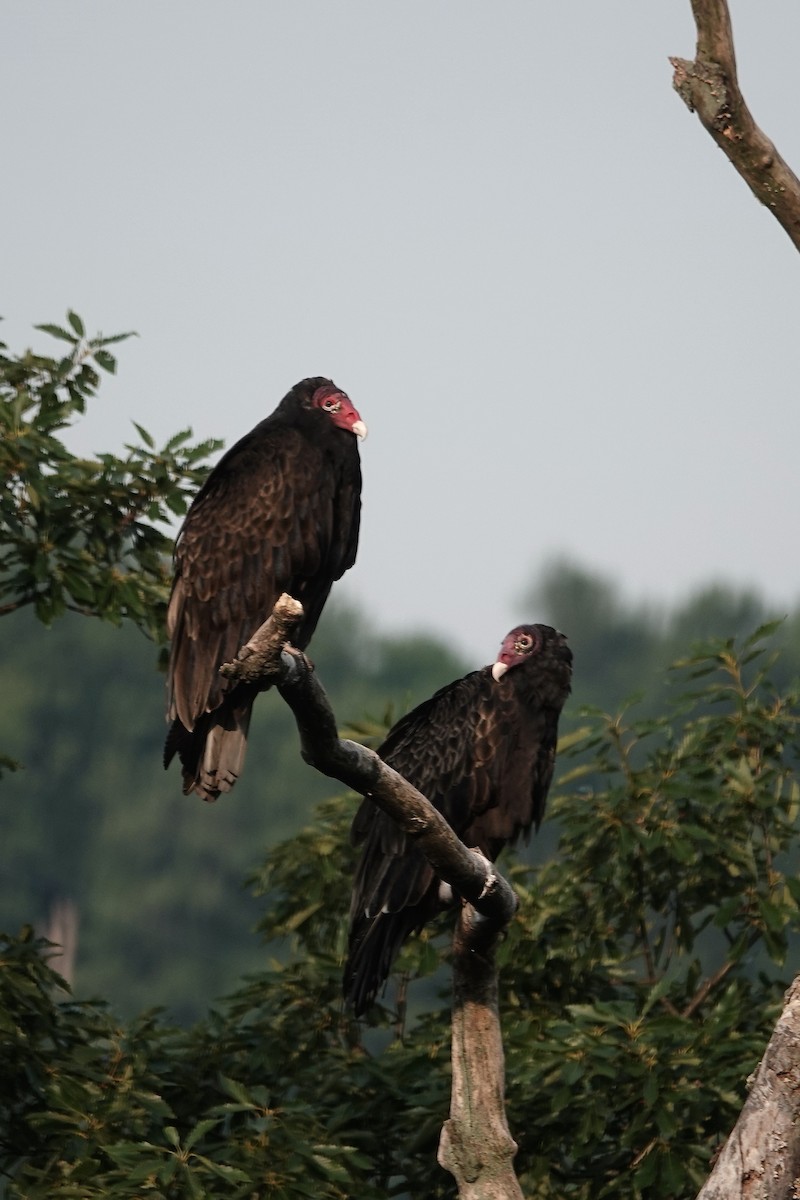 Turkey Vulture - ML584953741