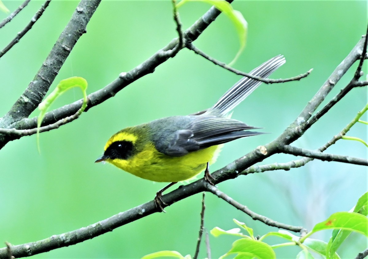 Yellow-bellied Fairy-Fantail - ML584953901