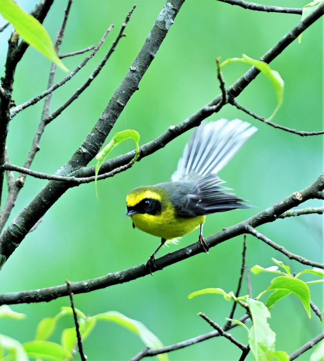 Yellow-bellied Fairy-Fantail - ML584953931