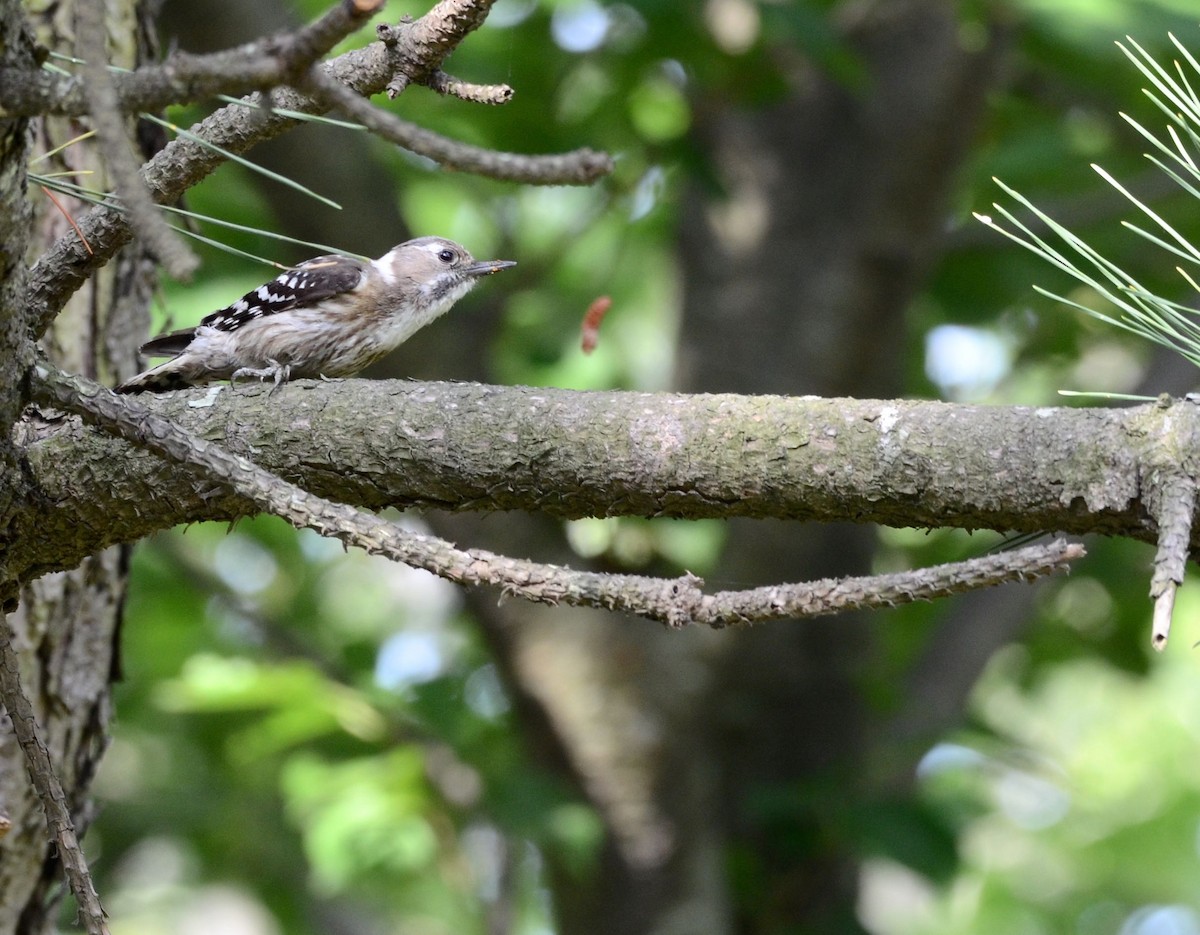 Japanese Pygmy Woodpecker - ML58495421