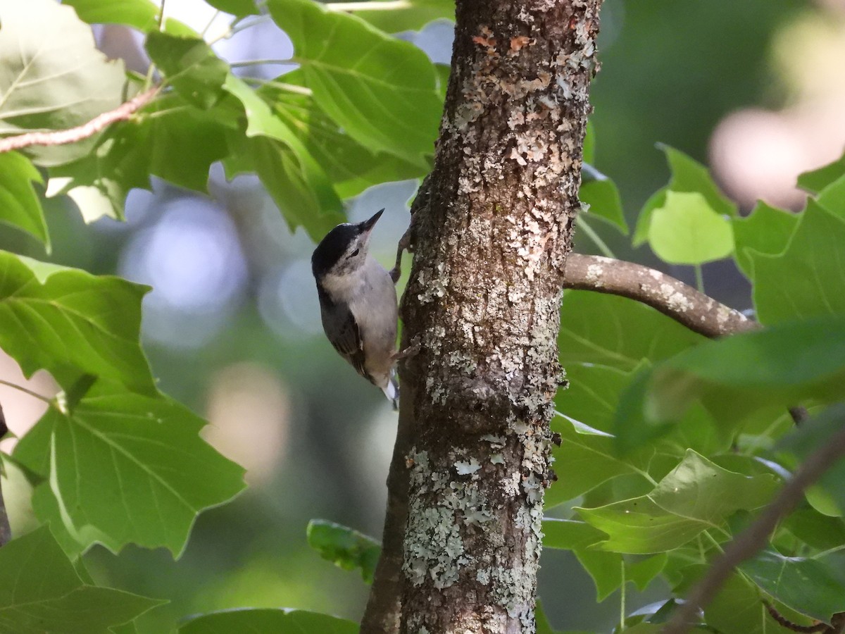 White-breasted Nuthatch - ML584954221