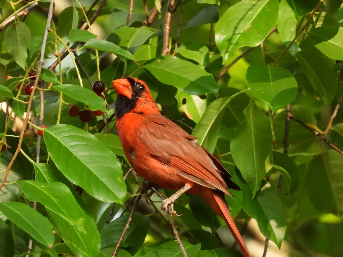 Cardinal rouge - ML584954591