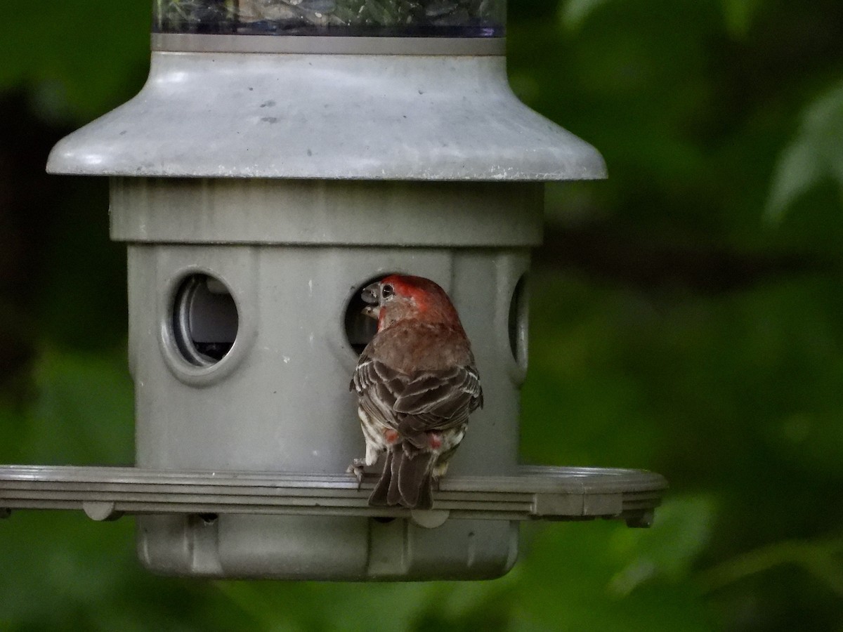 House Finch - William Woody